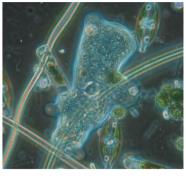 Protist