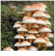 Fungi