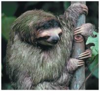 Animal (sloth)