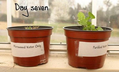 Experimental design: plant watered with microwaved vs purified water
