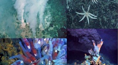 Deep-sea thermal vent organisms