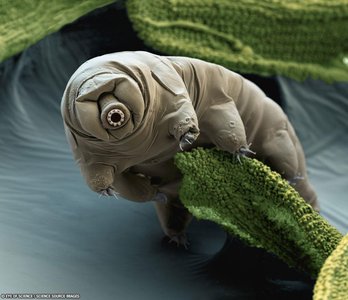 Tardigrade (water bear)