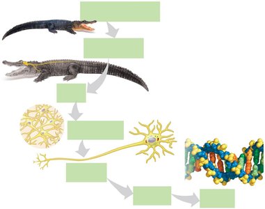 Levels of biological organization from organism to atom