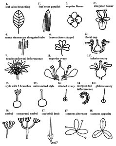 Illustrations of botanical terms and flower structures used in dichotomous key