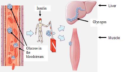 Structure of glycogen and its storage in muscle tissue