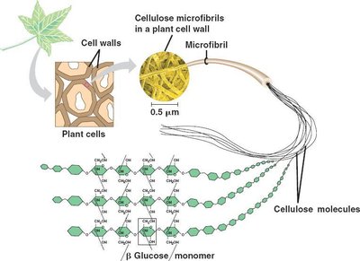 Structure of cellulose and chitin