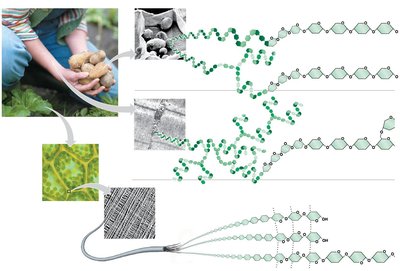 Comparison of starch, glycogen, and cellulose structures