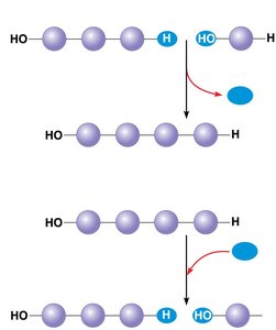 Dehydration and hydrolysis reactions of polymers