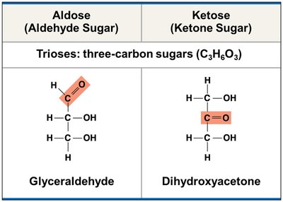 D-glucose and D-fructose structures with carbon numbering