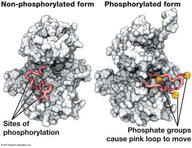 Protein phosphorylation: non-phosphorylated vs. phosphorylated form