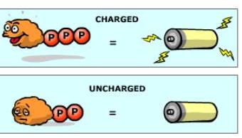 ATP/ADP cycle: energy flow in cells