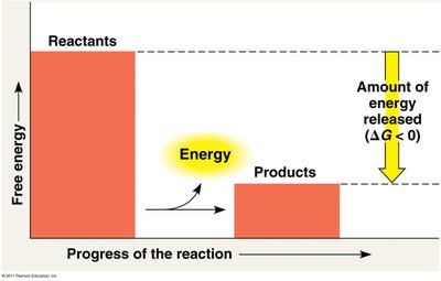 Charged vs. uncharged ATP cartoon