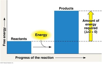 Exergonic reaction: energy released