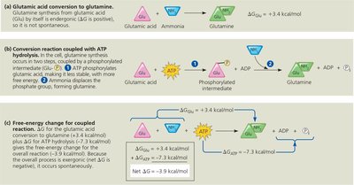 Transport work: ATP phosphorylates transport proteins