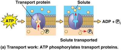 Mechanical work: ATP binds to motor proteins