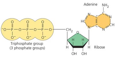 Structure of ATP: adenine, ribose, and three phosphate groups