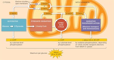 Key pathways of cellular respiration