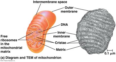 Diagram and TEM of mitochondrion