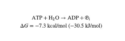 ATP hydrolysis equation and free energy change