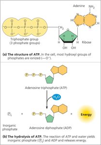 Structure and hydrolysis of ATP