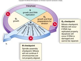 Diagram of cell cycle checkpoints