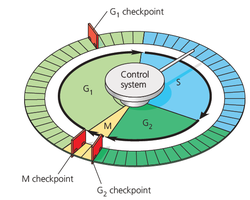 Control system of the cell cycle with checkpoints