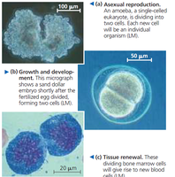 Examples of asexual reproduction, growth and development, and tissue renewal