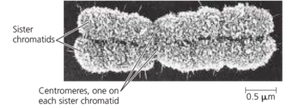Electron micrograph of a duplicated chromosome with labeled sister chromatids and centromeres