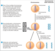 Diagram of chromosome duplication and separation during cell division