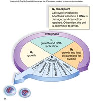 Diagram of the cell cycle with checkpoints