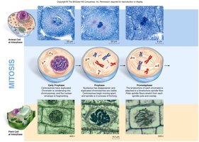 Stages of mitosis in animal and plant cells