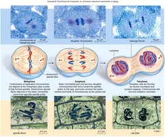 Stages of mitosis: metaphase, anaphase, telophase, cytokinesis