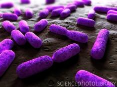 Bacteria, which reproduce asexually