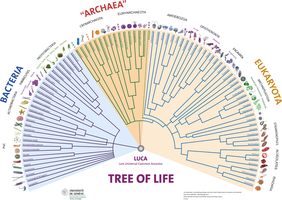 Tree of life with LUCA at the base