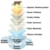 Linnaean hierarchy pyramid
