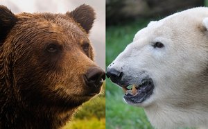 Grizzly bear and polar bear comparison