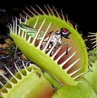 Venus flytrap closed on a fly, demonstrating response to stimulus