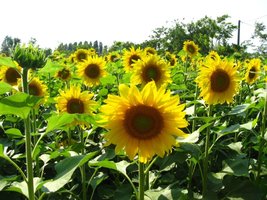 Sunflowers demonstrating phototropism
