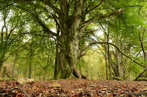 Tree representing growth and development in plants