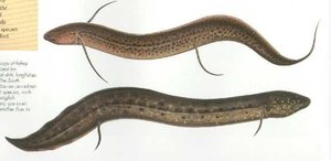 African lungfish