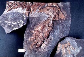 Acanthostega fossil