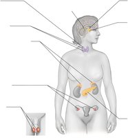 Human body with labeled endocrine glands