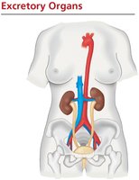 Human excretory organs and blood vessels