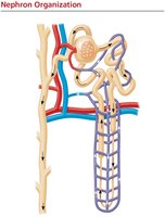 Nephron organization and blood vessels