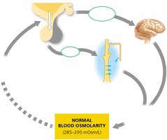 ADH regulation of blood osmolarity