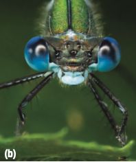 Close-up of an insect's face, showing sensory organs