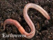 Earthworm, example of Annelida