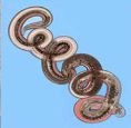 Nematode, example of Rotifera or Nematoda
