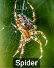 Spider, example of Arthropoda