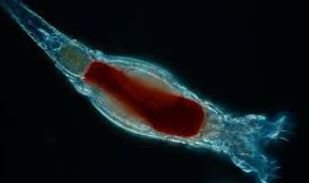 Rotifer, example of Rotifera